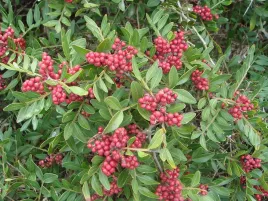 pistacja-kleista-drzewo-mastyksowe-sadzonka-p10