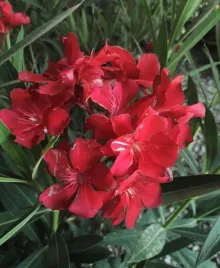 oleander-czerwony-sadzonka-30-50cm-p15