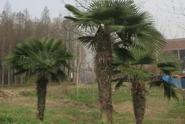 palma-mrozoodporna-trachycarpus-fortunei-70-90cm-c10