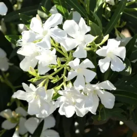 oleander-bialy-sadzonka-30-50cm-p15