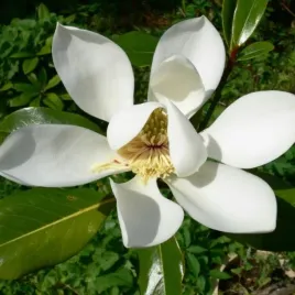 magnolia-wielkokwiatowa-grandiflora-60-80cm-c2