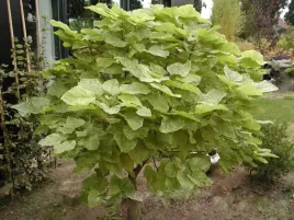 surmia-catalpa-katalpa-pulverulenta-pa-160-180cm