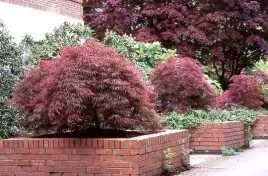 klon-palmowy-atropurpureum-sadzonka-20-40cm-p9