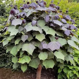 surmia-purpurea-catalpa-katalpa-pa-130-150cm-c5