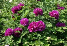 piwonia-drzewiasta-fioletowa-purple-p11