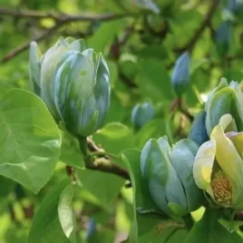 magnolia-baby-blue-20-40cm-c2