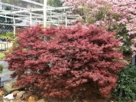 klon-palmowy-red-feather-pa-70-90cm-c2
