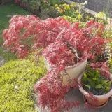 klon-palmowy-firecracker-50-70cm-c2-wysokosc-sadzonki-50-70-cm