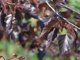 brzoza-zwisajaca-purpurowa-royal-frost-60-80cm-c2