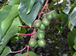 kiwi-issai-na-nasz-klimat-sadzonki-40-60cm-c2