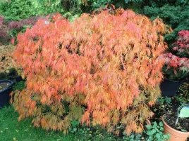 klon-palmowy-dissectum-rubrifolium-pa-70-90cm-c2