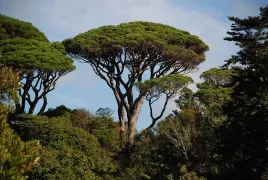 sosna-pinia-pinus-pinea-40-60cm-p9