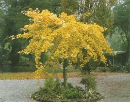 milorzab-dwuklapowy-pendula-pa-100-120cm-p16
