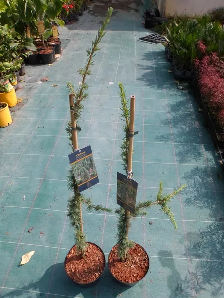 cedr-libanski-glauca-pendula-80-100cm-4l-rodzaj-rosliny-inny-roslina-w-postaci-sadzonka-w-pojemniku-3-5l