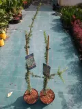 cedr-libanski-glauca-pendula-80-100cm-4l-rodzaj-rosliny-inny-roslina-w-postaci-sadzonka-w-pojemniku-3-5l