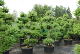 modrzew-formowany-na-bonsai-waz-80-100cm-p16