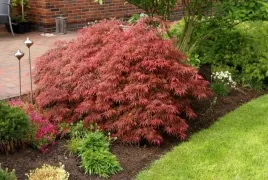 klon-palmowy-acer-garnet-20-40cm-c2