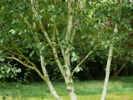 brzoza-wielopienna-doorenbos-60-80cm-c2
