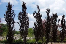 buk-kolumnowy-dawyck-purple-40-60cm-c1
