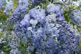 wisteria-niebieska-glicynia-sadzonki-p9