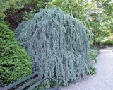 cedr-libanski-glauca-pendula-140-160cm-4l-rodzaj-rosliny-inny
