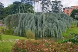 cedr-libanski-glauca-pendula-140-160cm-4l-roslina-w-postaci-sadzonka-w-pojemniku-2-3l