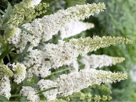 budleja-biala-white-profusion-p9