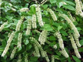 itea-wirginijska-40-60cm-c2