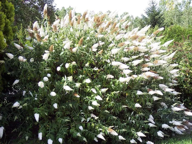 budleja-biala-white-profusion-p9-rodzaj-rosliny-inny