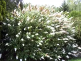 budleja-biala-white-profusion-p9-rodzaj-rosliny-inny