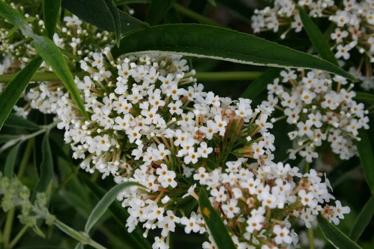 budleja-biala-white-profusion-p9-roslina-w-postaci-sadzonka-w-pojemniku-05-1l