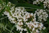 budleja-biala-white-profusion-p9-roslina-w-postaci-sadzonka-w-pojemniku-05-1l