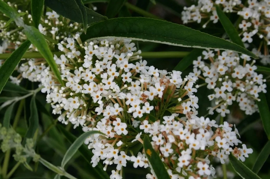 budleja-biala-white-profusion-p9