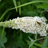 budleja-biala-white-profusion-p9-wysokosc-sadzonki-20-40-cm