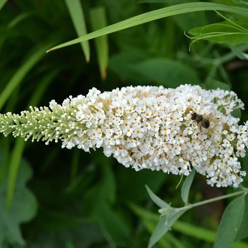 budleja-biala-white-profusion-p9-rodzaj-rosliny-inny