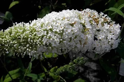 budleja-biala-white-profusion-p9-producent-ogrod-marzen-tomasz-zajaczkowski