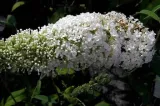 budleja-biala-white-profusion-p9-producent-ogrod-marzen-tomasz-zajaczkowski