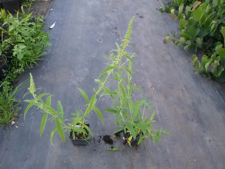 budleja-biala-white-profusion-p9-rodzaj-rosliny-inny-roslina-w-postaci-sadzonka-w-pojemniku-05-1l