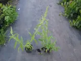 budleja-biala-white-profusion-p9-rodzaj-rosliny-inny-roslina-w-postaci-sadzonka-w-pojemniku-05-1l