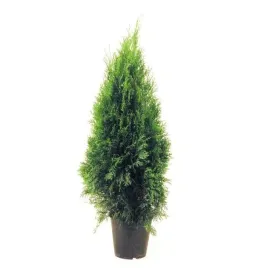 tuja-szmaragd-30-40cm-w-doniczkach-p9