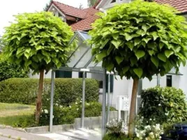 surmia-aurea-catalpa-katalpa-nana-pa-160-180cm-c5