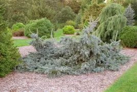 swierk-klujacy-glauca-pendula-30-50cm-c3