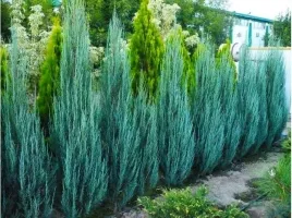 jalowiec-blue-arrow-60-80cm-p9
