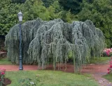 cedr-libanski-glauca-pendula-100-120cm-4l