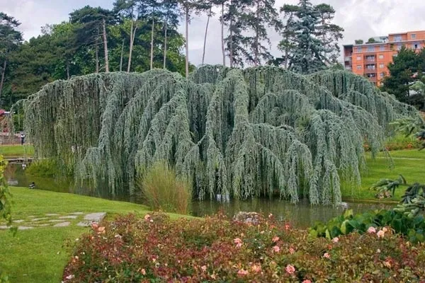 cedr-libanski-glauca-pendula-100-120cm-4l