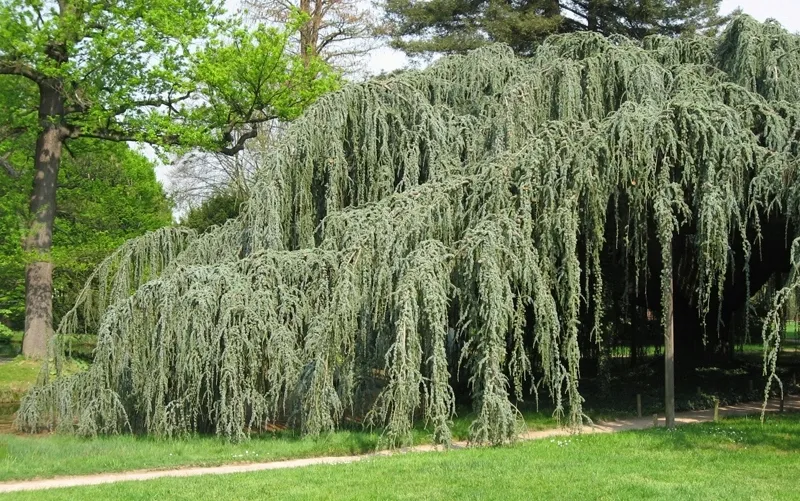 cedr-libanski-glauca-pendula-100-120cm-4l