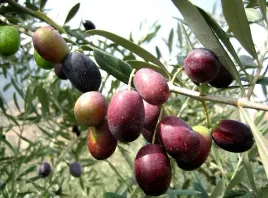 oliwka-europejska-olea-europaea-pa-30-50cm-2l
