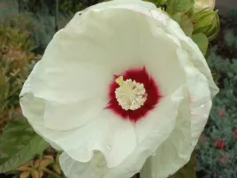 hibiskus-bylinowy-old-yella-c2