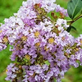 lagerstroemia-bez-poludnia-muskogee-50-70cm-c2