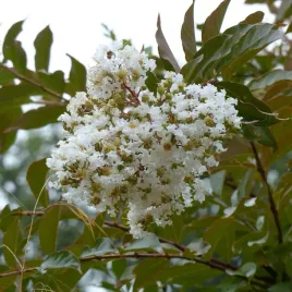 lagerstroemia-biala-alba-nivea-40-60cm-p9